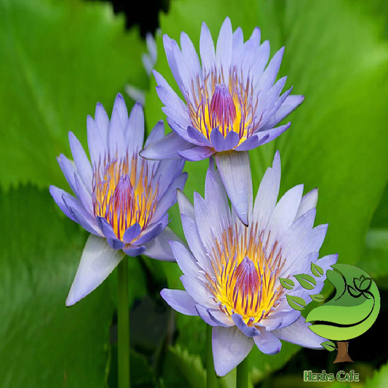 Dried Blue Lotus Flowers Powder | Nymphaea Caerulea| 100% Natural Organic Herbal Tea