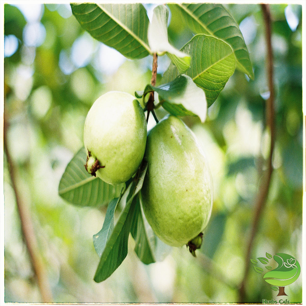 Dried Guava Leaves| Hojas de Guayaba Guayabo Psidium Guajava| Ceylon Organic Herbal Hair Care