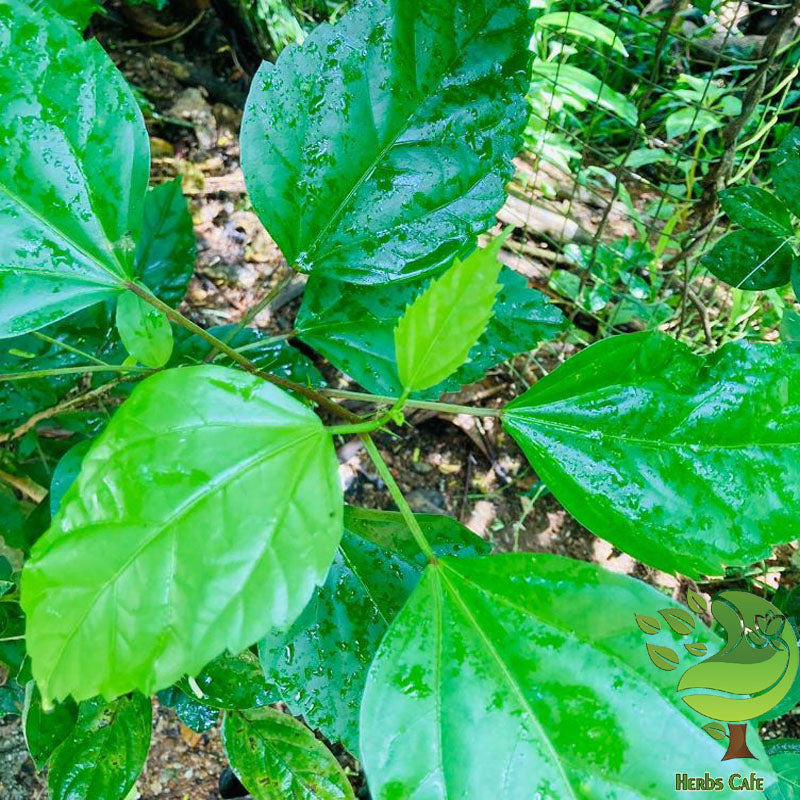 Dried Hibiscus Leaves| Gudhal leaf| Pure Organic Natural Hair Care Grow Herbal Tea