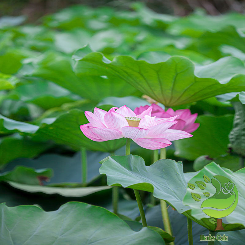 Dried Lotus Leaves| Nelumbo nucifera| Water Lily| Ceylon Natural Organic Ayurvedic Herbal Tea
