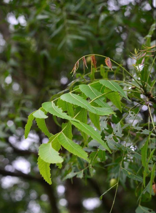 Dried Neem Leaves| Azadirachta Indica| Ceylon Natural Fresh Hand Picked Ayurvedic Herbal Tea