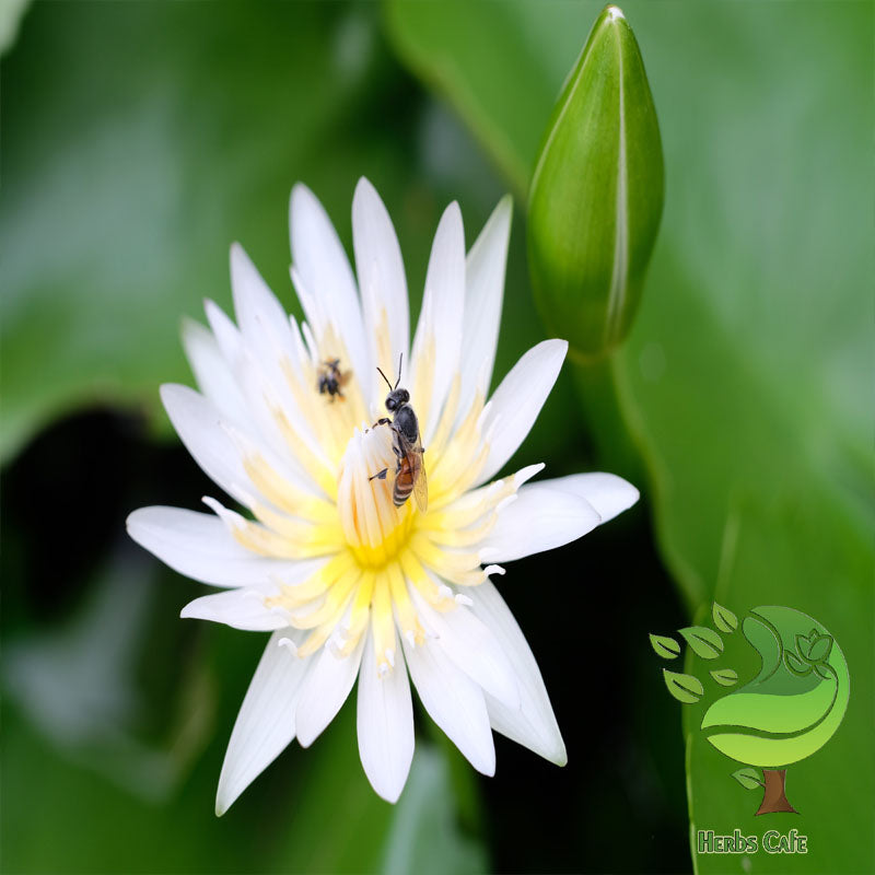 Dried White Lotus Flowers| Nymphaea Nouchali Hand Picked Flower Ceylon Organic Ayurveda Herbs